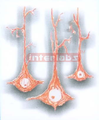 HUMAN PYRAMIDAL CELLS MODEL